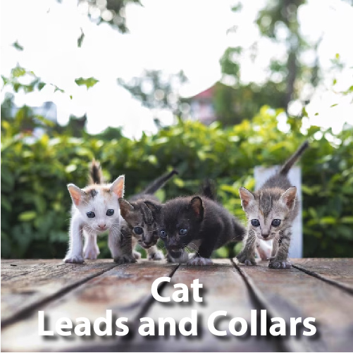 Cat Leads and C
